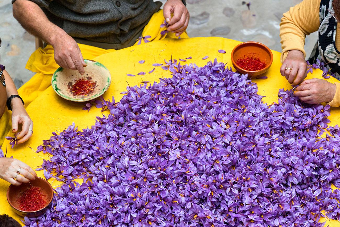 La monda del azafrán es un laborioso proceso artesanal para extraer las preciadas hebras rojas de la flor. ©Turismo Castilla La Mancha, David Blazquez